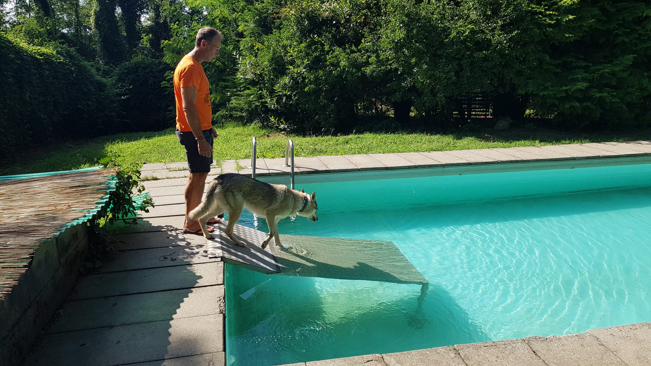 Cane entra in piscina con addestratore